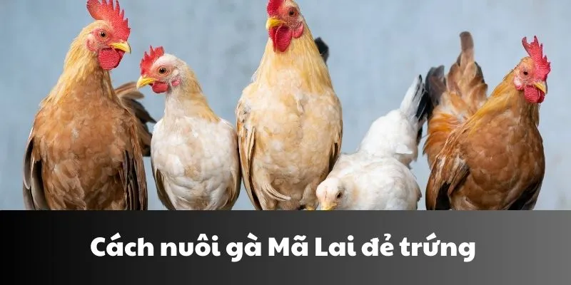 Cách nuôi gà Mã Lai đẻ trứng
