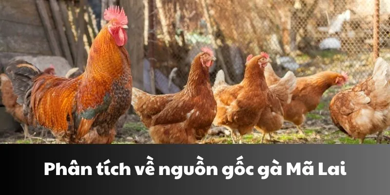 Phân tích về nguồn gốc để biết cách chăm sóc gà Mã Lai