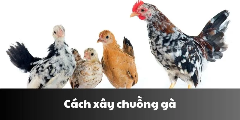 Hướng dẫn cách chăm sóc gà Mã Lai trong xây chuồng