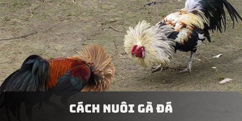 Cách Nuôi Gà Đá - Các Phương Pháp Hiệu Quả Nên Áp Dụng