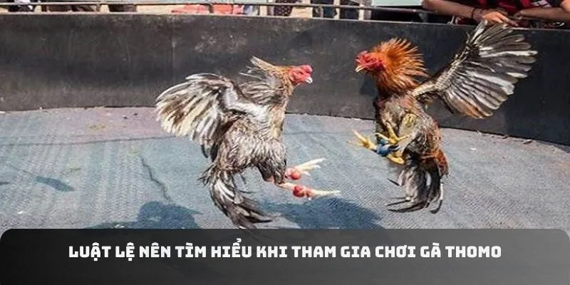 Luật lệ nên tìm hiểu khi tham gia chơi gà Thomo