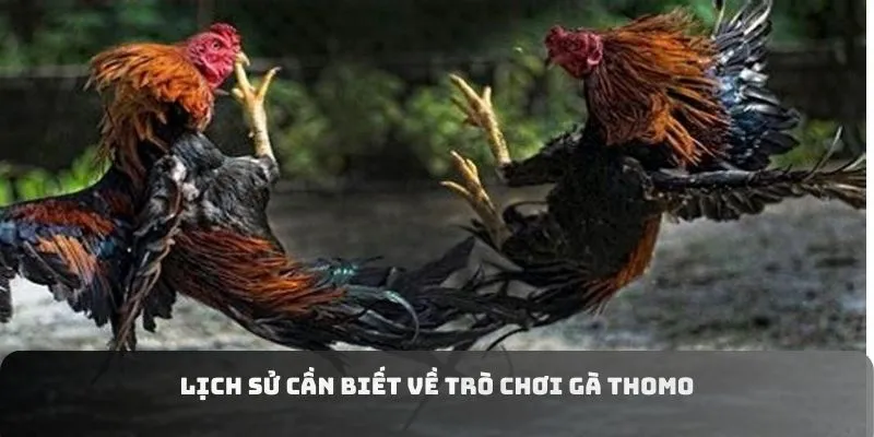 Lịch sử cần biết về trò chơi gà Thomo