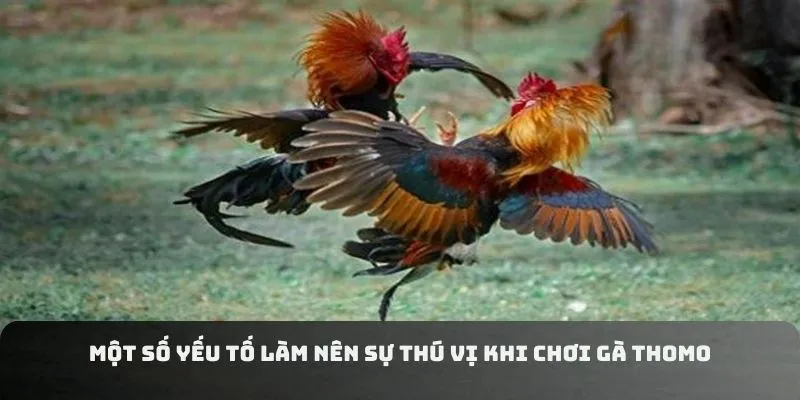 Một số yếu tố làm nên sự thú vị khi chơi gà Thomo