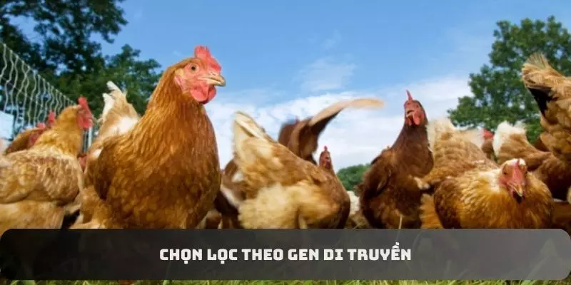 Chọn Lọc Gà Tơ - Bí Quyết Để Nuôi Chiến Kê Khỏe Mạnh