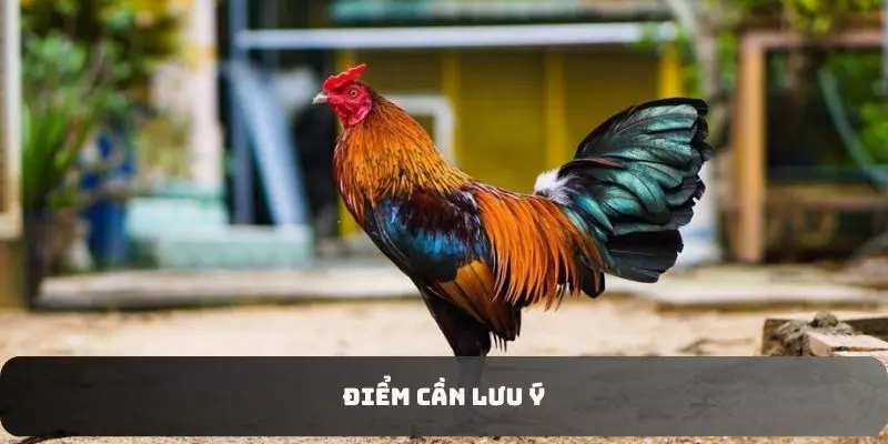 Kinh nghiệm cho sư kê khi chọn lọc gà tơ
