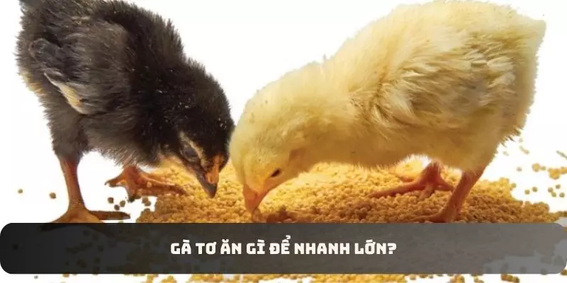 Những loại thức ăn cần cung cấp trong giai đoạn chọn lọc gà tơ