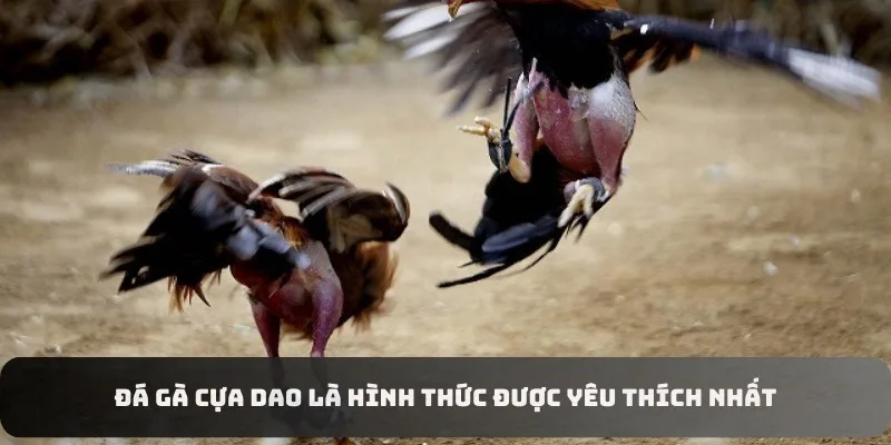 Đá gà cựa dao là hình thức được yêu thích nhất