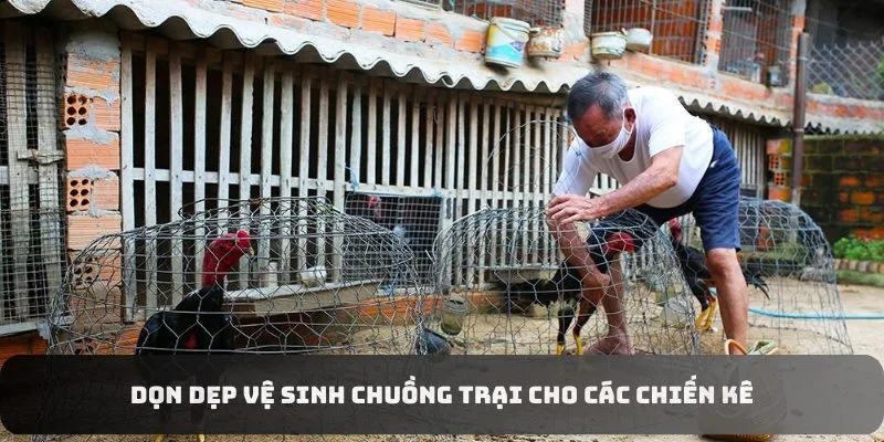 Dọn dẹp vệ sinh chuồng trại cho các chiến kê