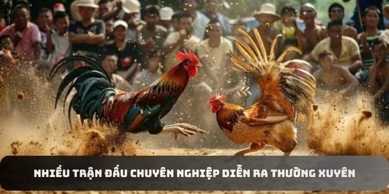 Nhiều trận đấu chuyên nghiệp diễn ra thường xuyên