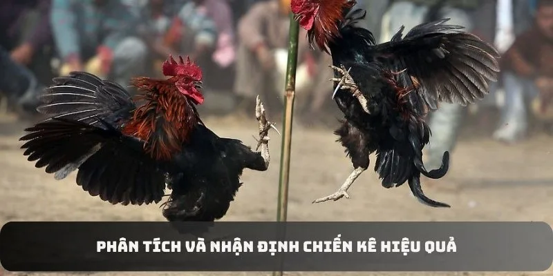 Phân tích và nhận định chiến kê hiệu quả