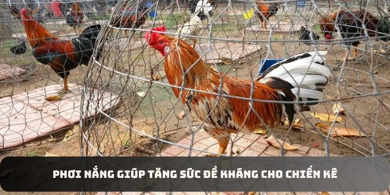 Phơi nắng giúp tăng sức đề kháng cho chiến kê