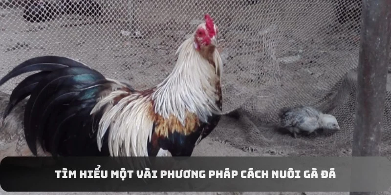 Tìm hiểu một vài phương pháp cách nuôi gà đá