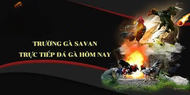 Giải mã sức hút trực tiếp đá gà Savan