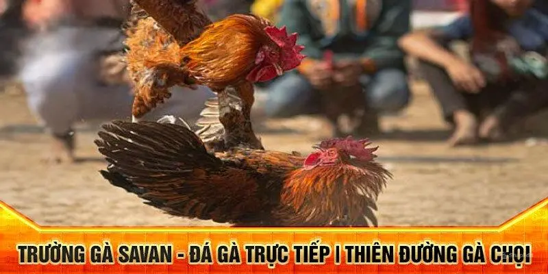 Những thông tin cần nắm về trực tiếp đá gà Savan
