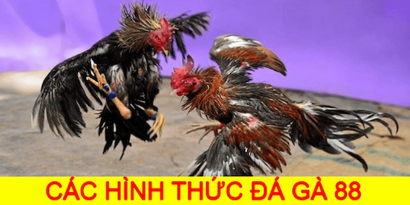 Các hình thức đá gà 88 được hội viên ưa chuộng nhất hiện nay