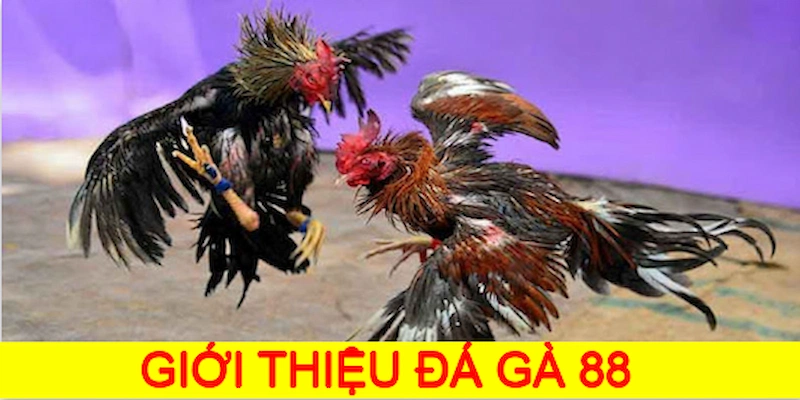 Giới thiệu khái quát về sân chơi đá gà 88 uy tín 2024