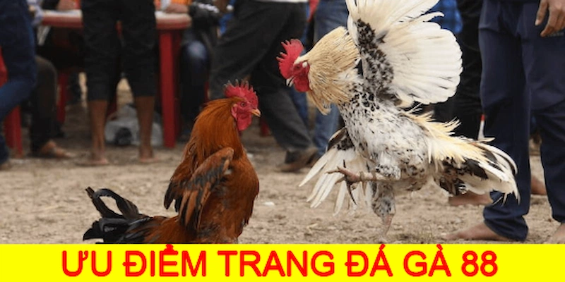 Ưu điểm không thể xem nhẹ của sảnh đá gà bạn nên biết