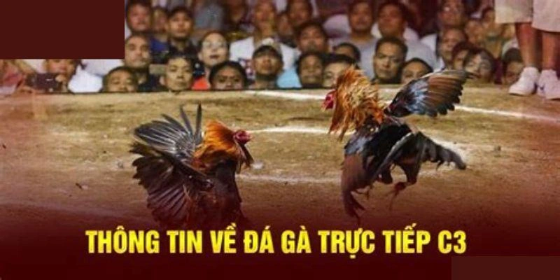 Trực Tiếp Đá Gà C3 Hôm Nay Và Kèo Cược Không Nên Bỏ Lỡ