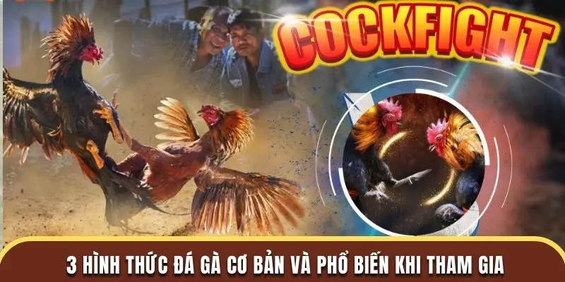 3 hình thức đá gà cơ bản và phổ biến khi tham gia