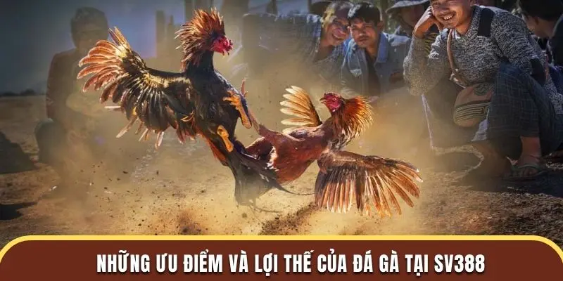 Những ưu điểm và lợi thế của đá gà tại SV388